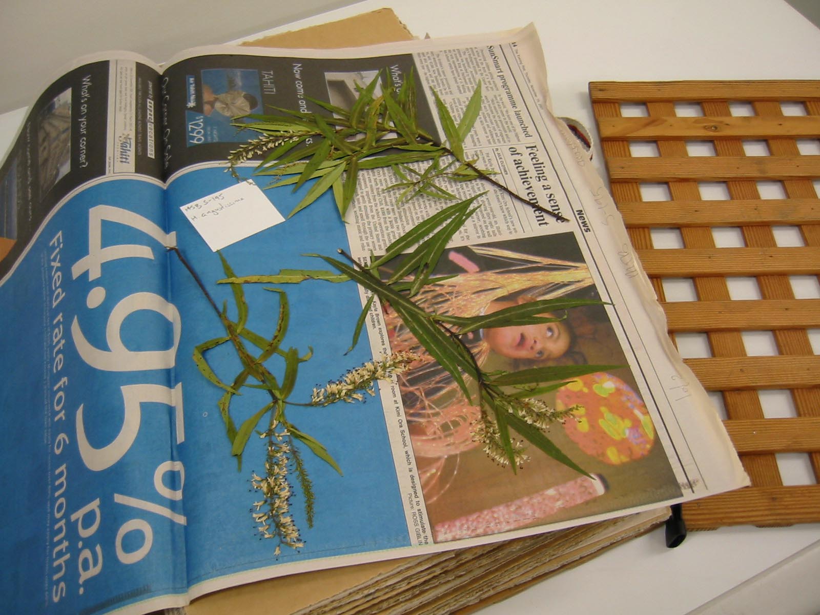 image showing an open plant press with a specimen pressed in newspaper